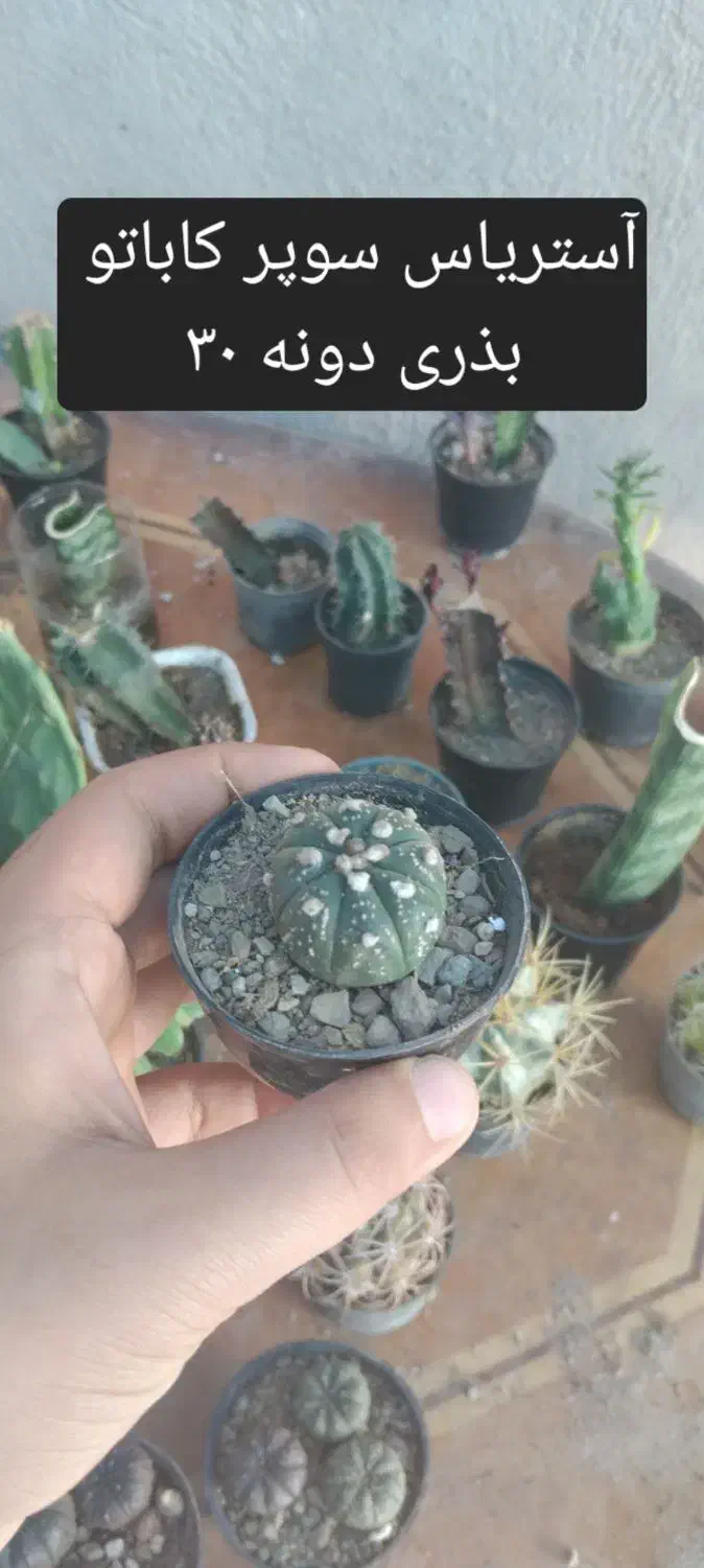 انواع گل و کاکتوس های خاص|گل و گیاه طبیعی|قم, هفت تیر|دیوار