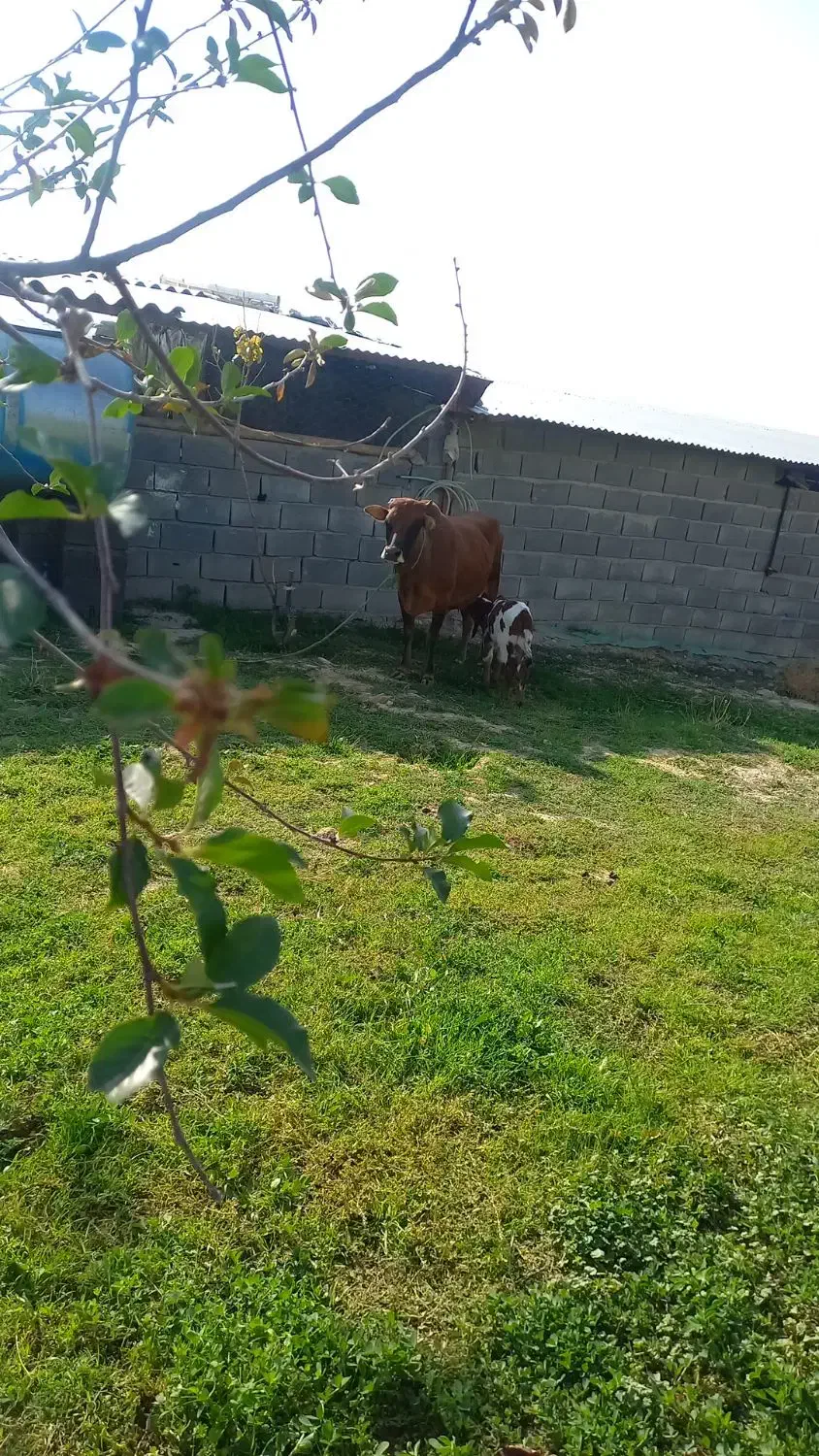 حیوانات و مزرعه|حیوانات مزرعه|شیروان (خراسان), |دیوار