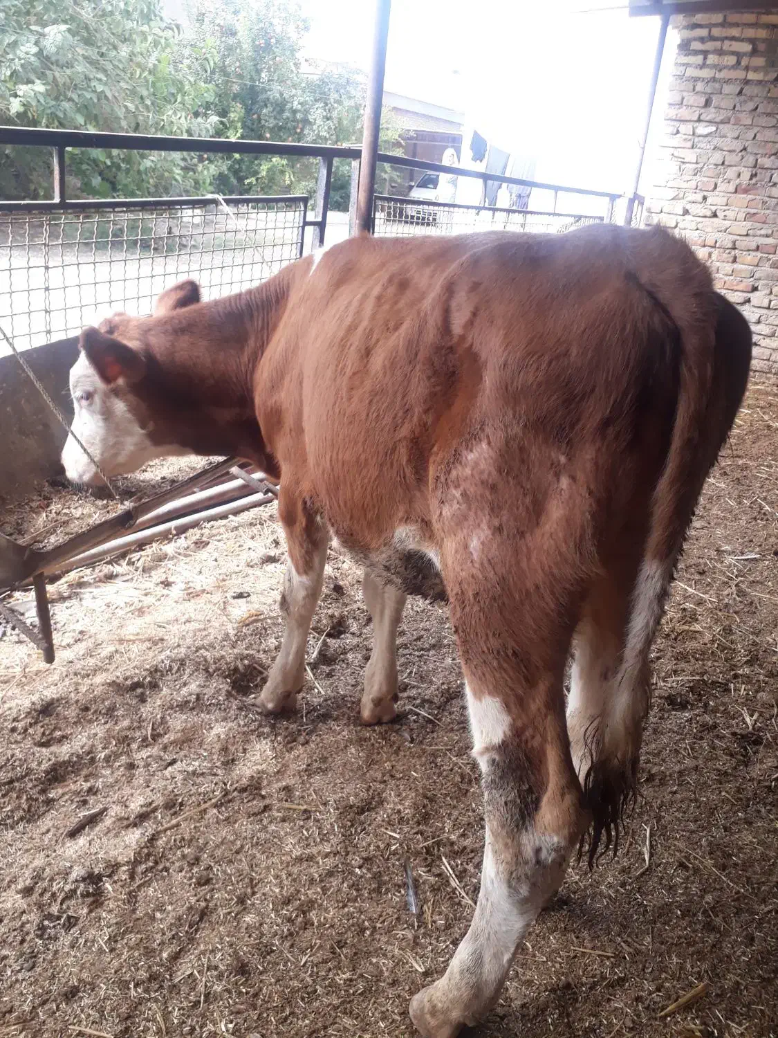 گوساله سیمینتال ماده اصیل رنگ قرمز  نژاد شیری|حیوانات مزرعه|بندر ترکمن, |دیوار