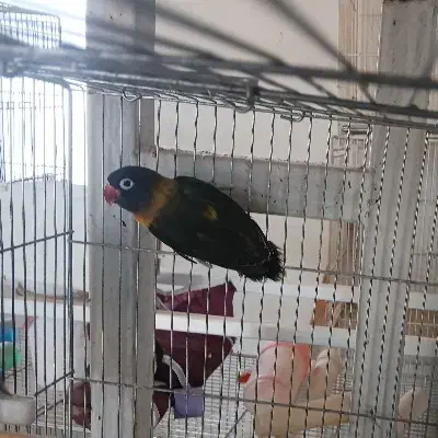 کوتوله ماده بالغ(طوطی برزیلی)|پرنده|اردکان, |دیوار