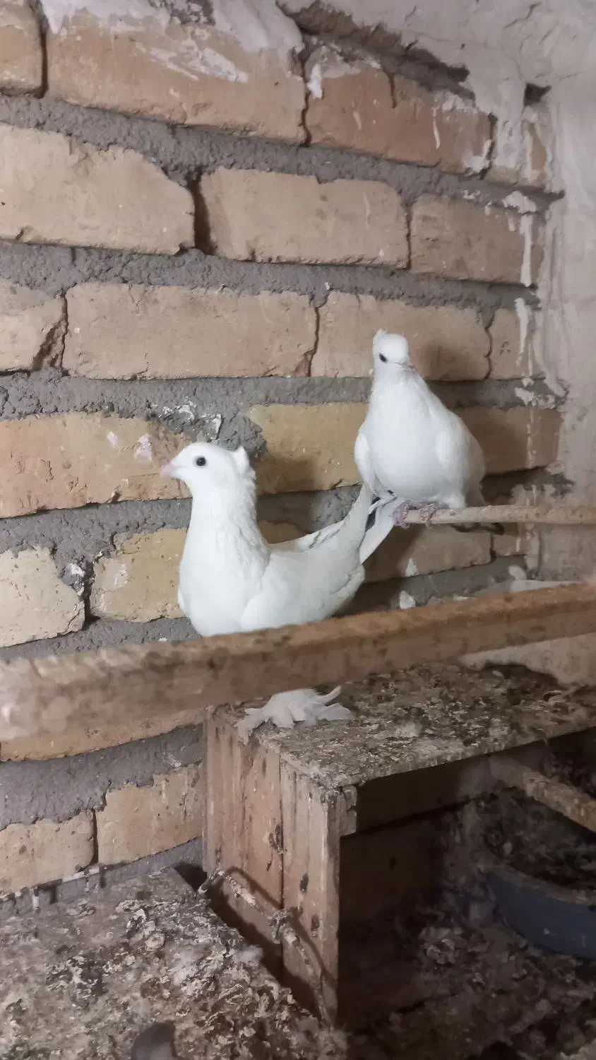 نرومادهدمسیاهکاکلیپرپا|پرنده|قنوات, |دیوار