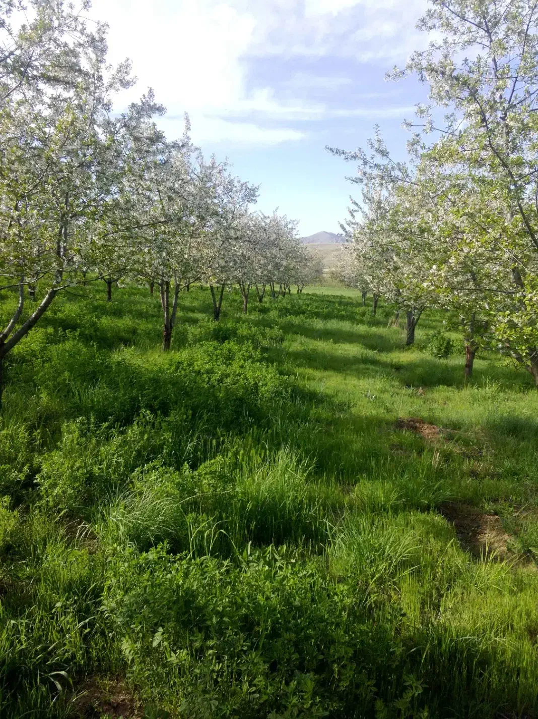 استخدام کارگر و نگهبان باغ|استخدام سرایداری و نظافت|اهر, |دیوار