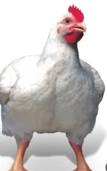 کارگر مرغداری نیازمندم|استخدام صنعتی، فنی، مهندسی|کامیاران, |دیوار