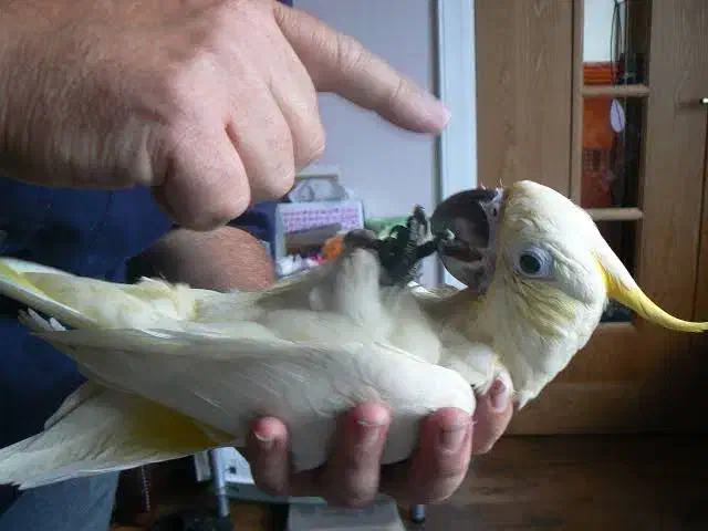 ملنگو کاسکو کاکادو خورشیدی شاهطوطی عروس|پرنده|مشهد, شاهد (شهرک غرب)|دیوار