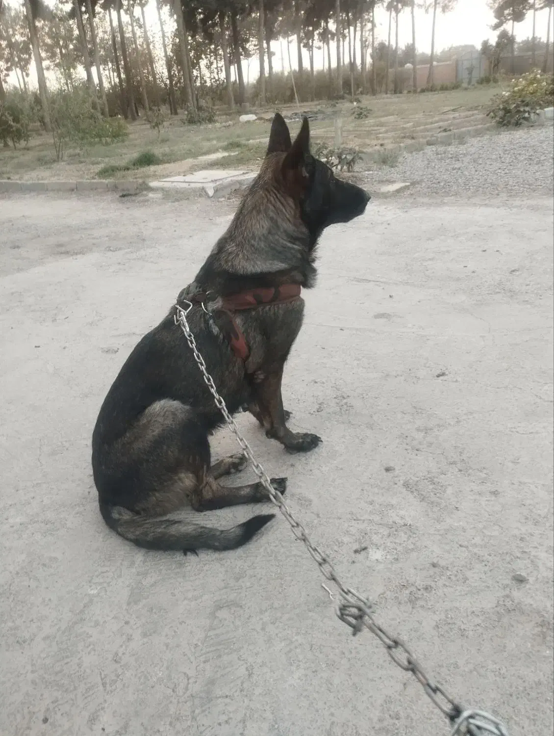 دوعدوقلاده سگ ژرمن الاواماده باردارهسستش نزدیک به|سگ|اسلام‌شهر, شهرک احمدیه|دیوار