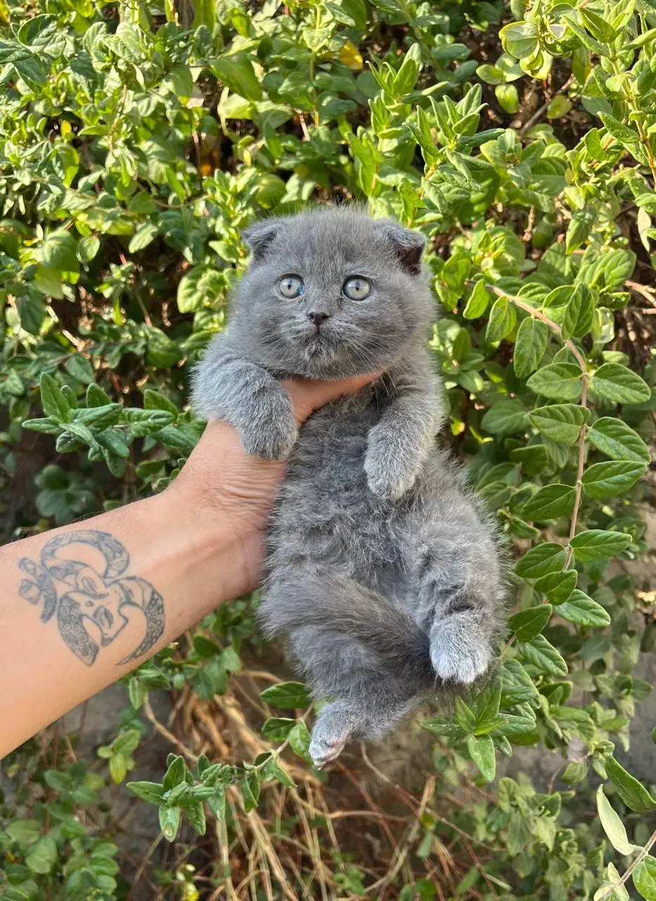 مناسب ترین پت آپارتمانی اسکاتیش|گربه|قائم‌شهر, |دیوار