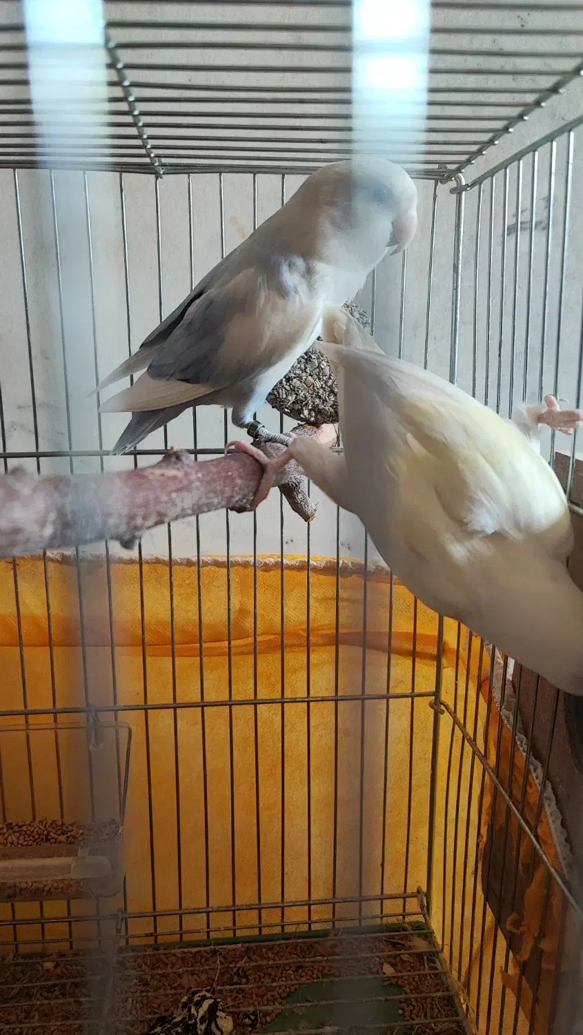 طوطی کوتوله برزیلی جفت رو تخم|پرنده|نجف‌آباد, یزدانشهر|دیوار