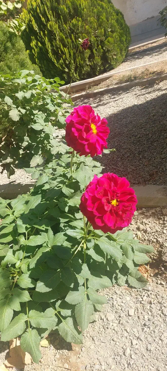 باغ ویلا ۱۰۰۰ متری در شهرک لاکچری افشاریه تهاتر|فروش خانه و ویلا|کرج, شهرک کیوانیه(معراج)|دیوار