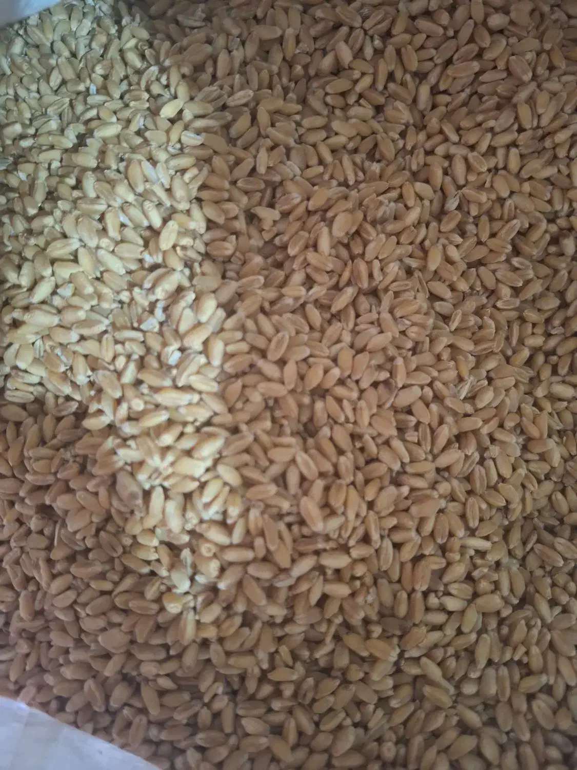 بذر گندم آبی مهرگان|عمده‌فروشی|شوشتر, |دیوار