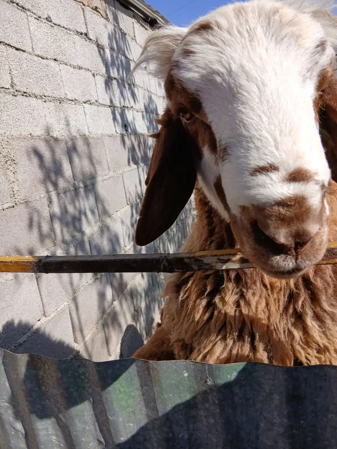 قوچ|حیوانات مزرعه|کنگاور, |دیوار