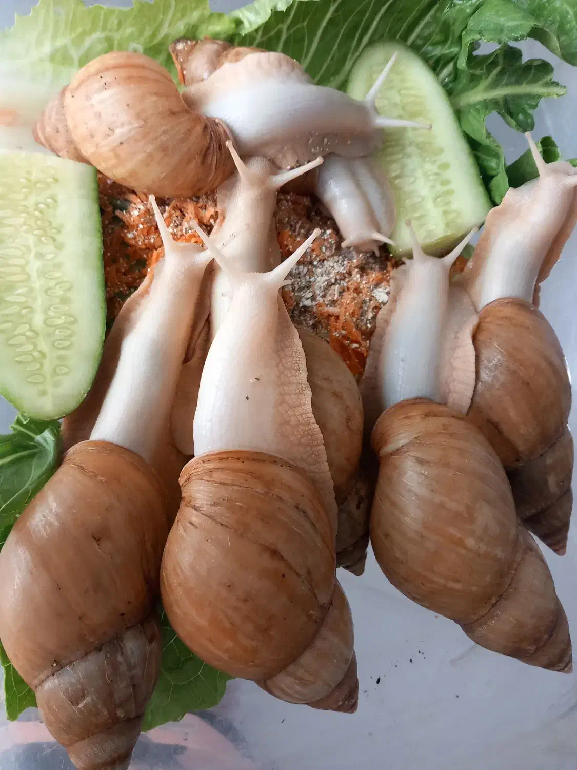 حلزون مولد تخم گزار|خزنده|کرج, کمالشهر|دیوار