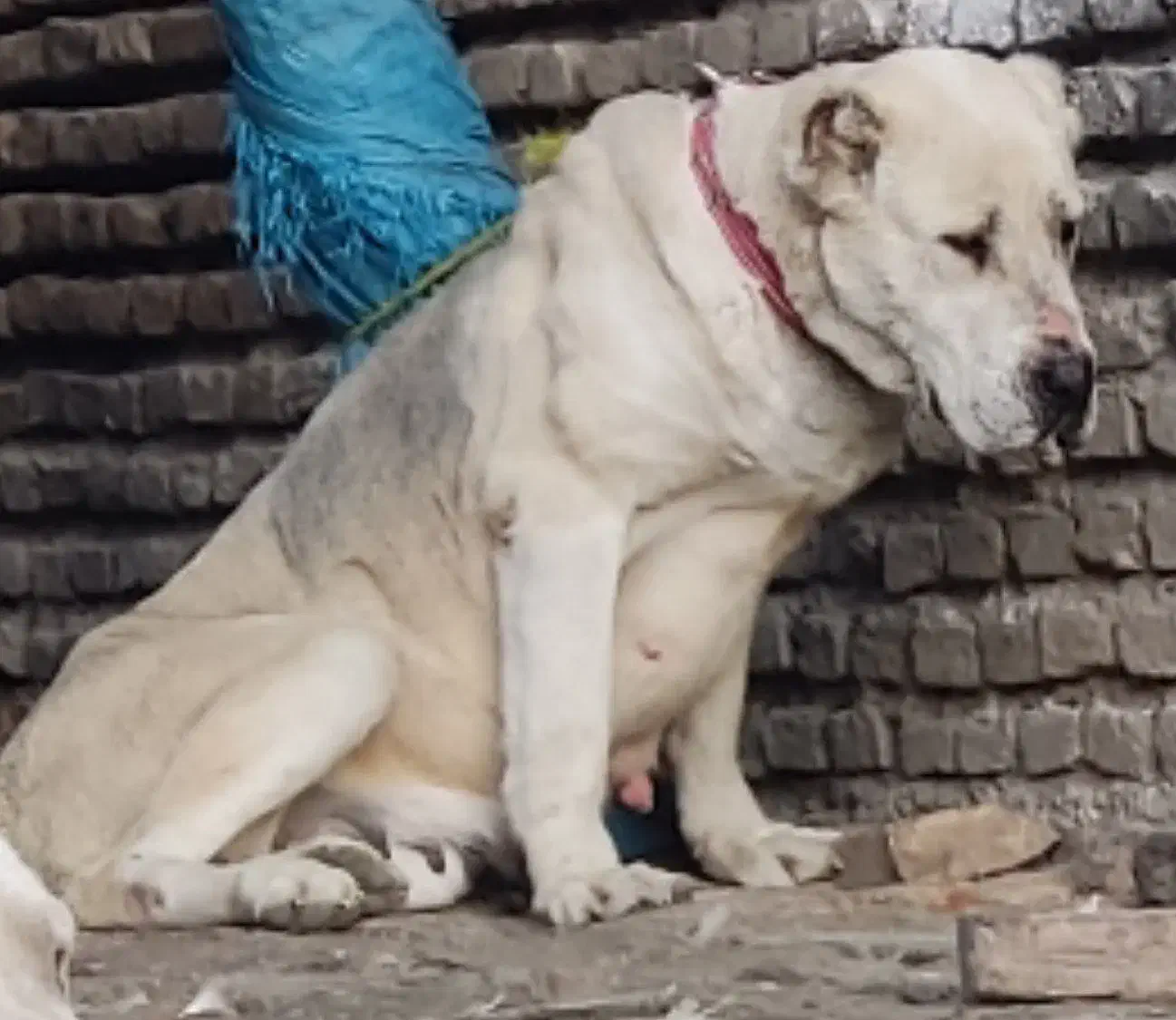 آلابای روسی ماده دمه فحل|سگ|تهران, تهرانپارس شرقی|دیوار