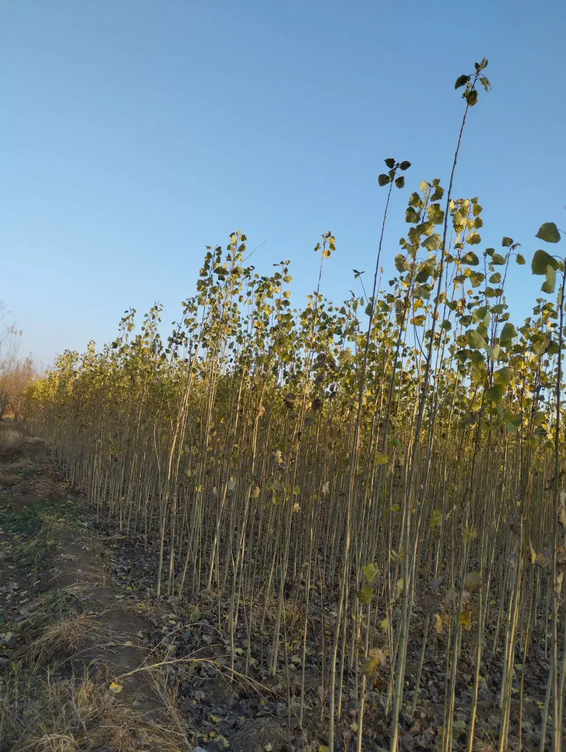 با زیر قیمت بازار میتونی نهال وصنوبر با کیفیت بخری|حراج|صوفیان, |دیوار