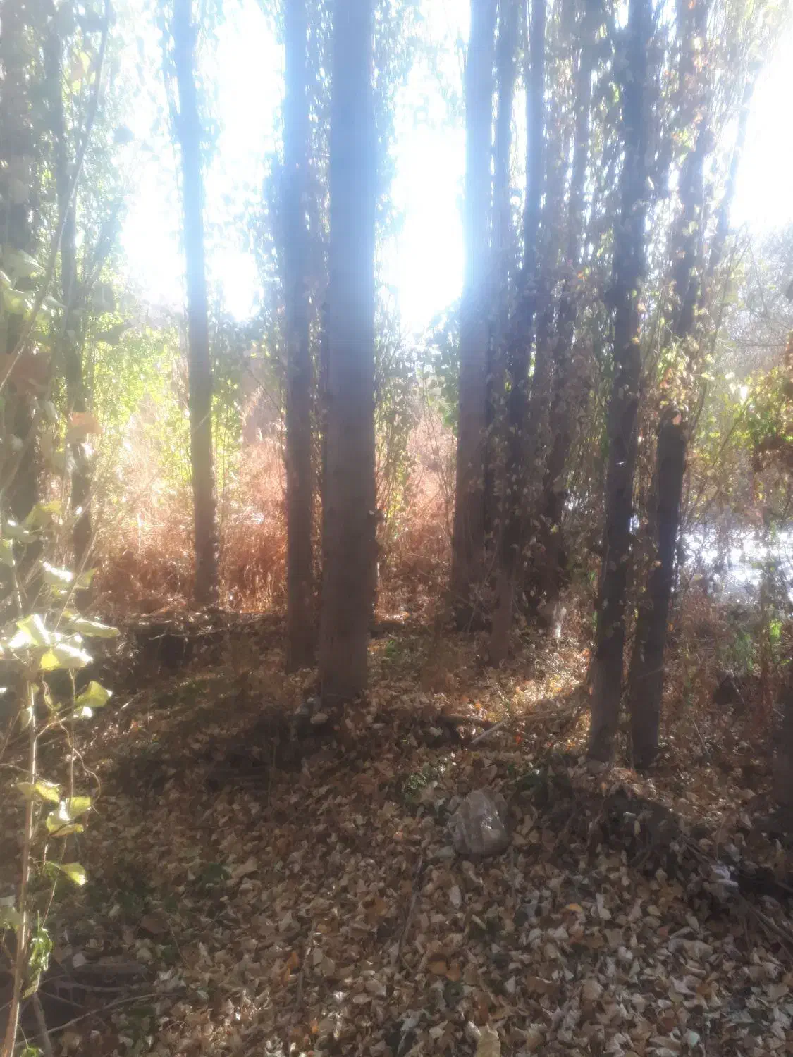 خریدچوب چنارگردوضایعات وغیره توافقی|خدمات باغبانی و درختکاری|سنندج, |دیوار