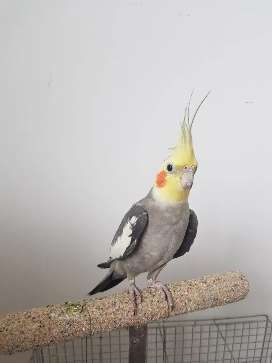 عروس هلندی نر و ماده|پرنده|کیاشهر, |دیوار