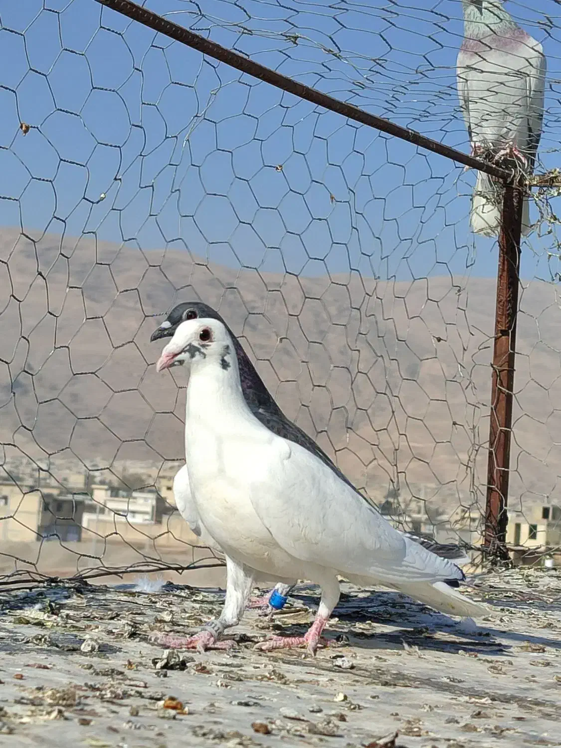 کفتر گم شده|پرنده|شیراز, محمودآباد|دیوار