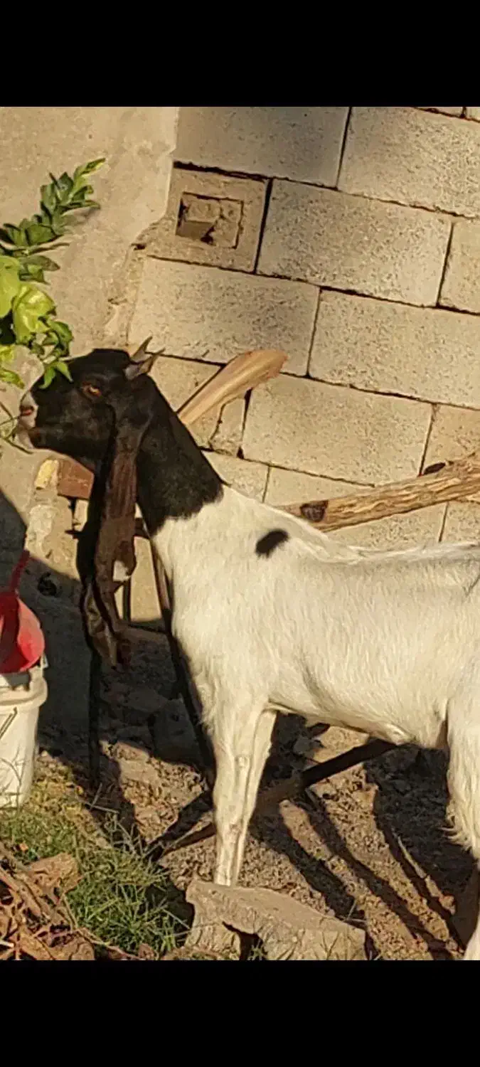 گیسه پتیری اصل|حیوانات مزرعه|جیرفت, |دیوار