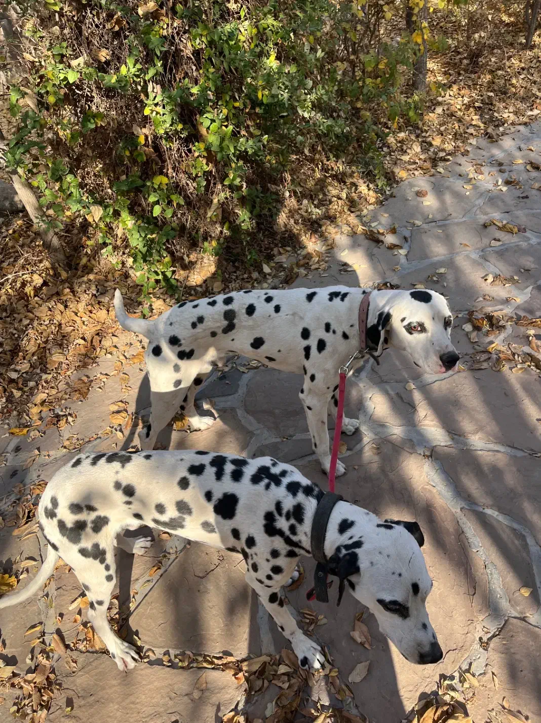 سگ نژاد دالمیشن|سگ|دماوند, دماوند|دیوار