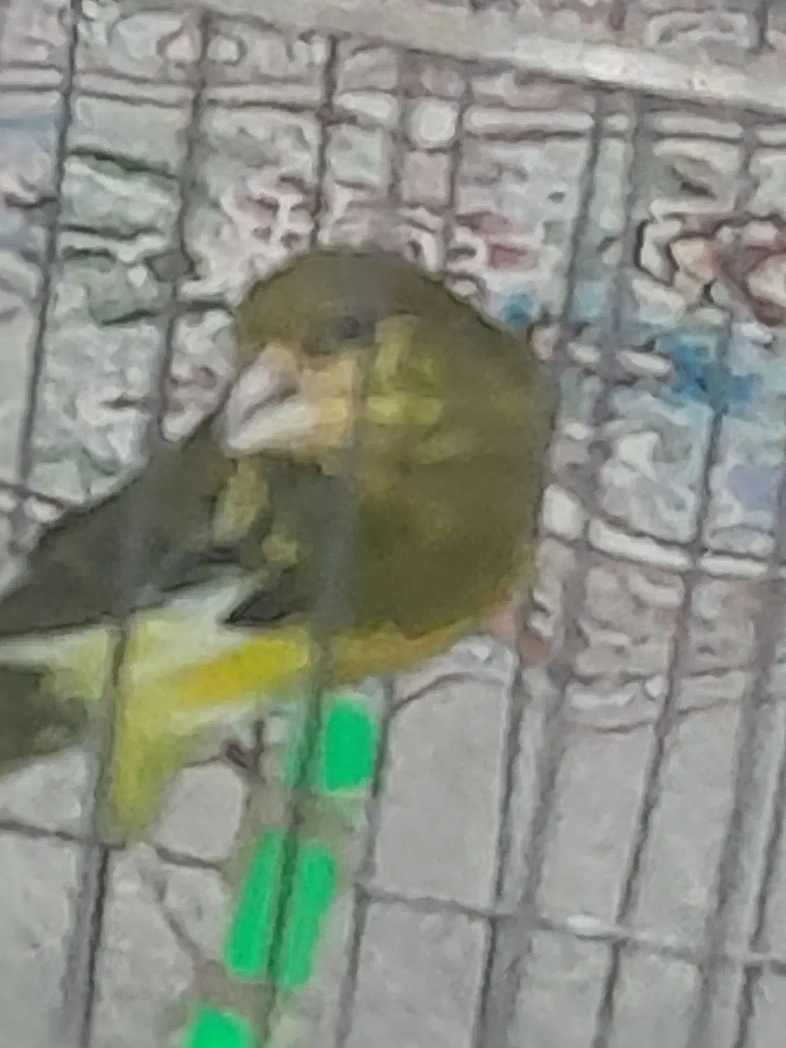 قناری نر|پرنده|تربتحیدریه, پائین ولایت|دیوار