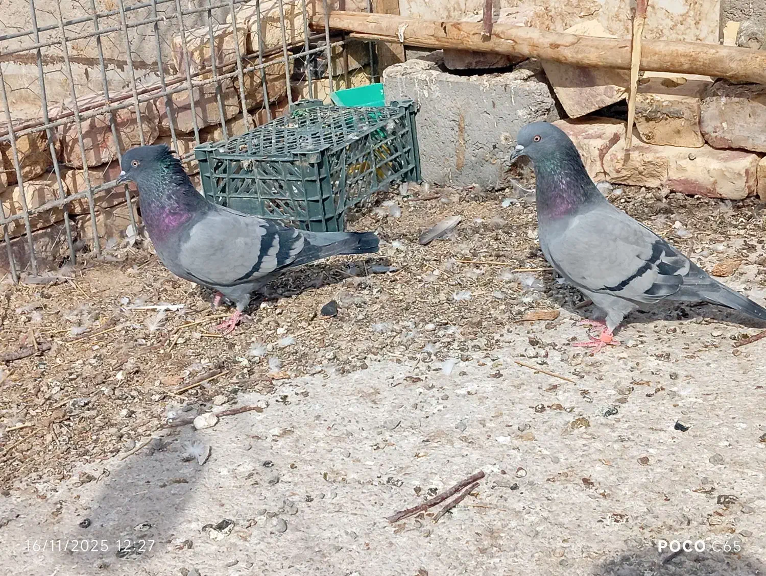 کبوتر|پرنده|زابل, |دیوار