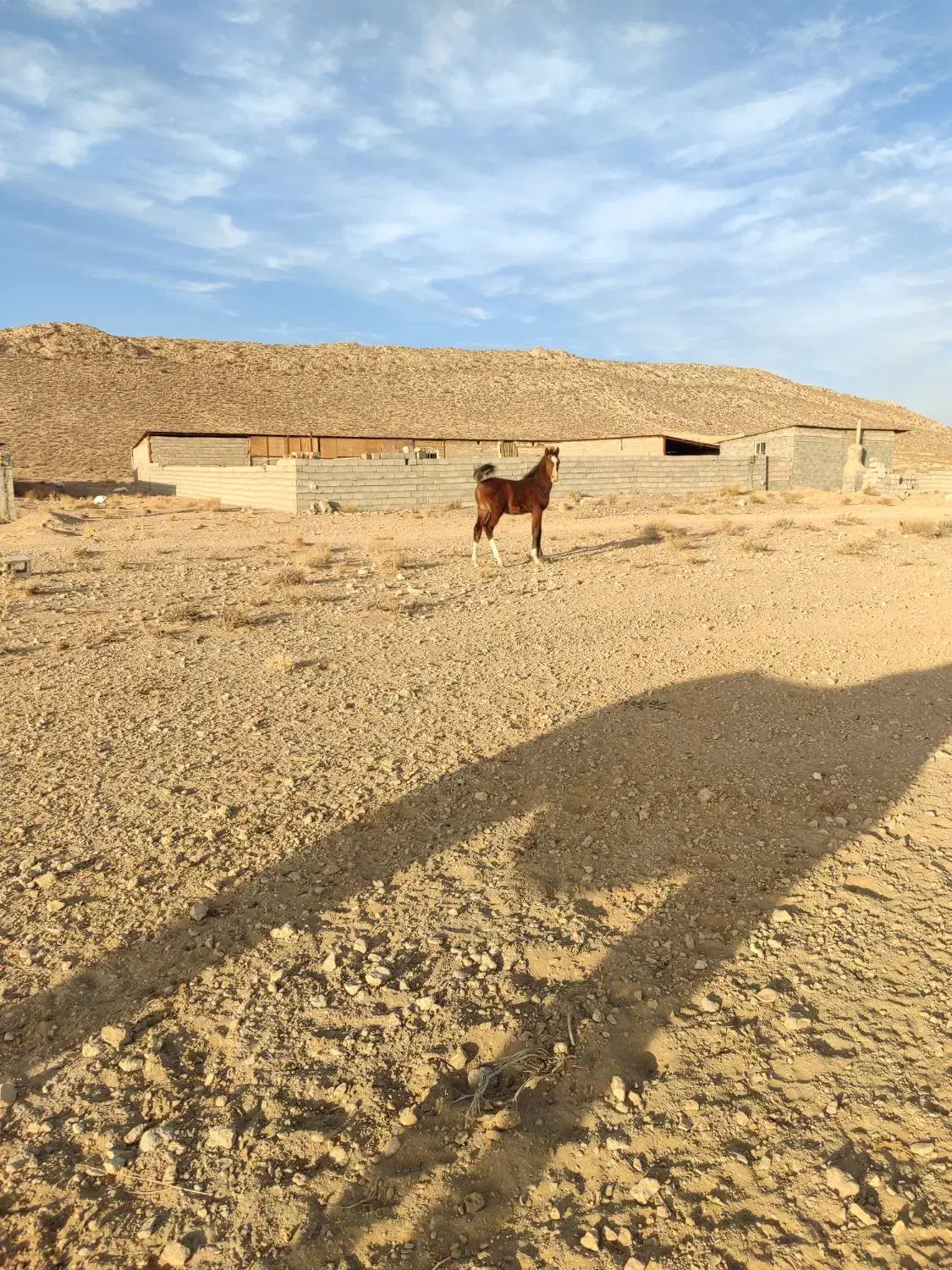 کره نریون دره شور|اسب و تجهیزات اسبسواری|سیرجان, |دیوار