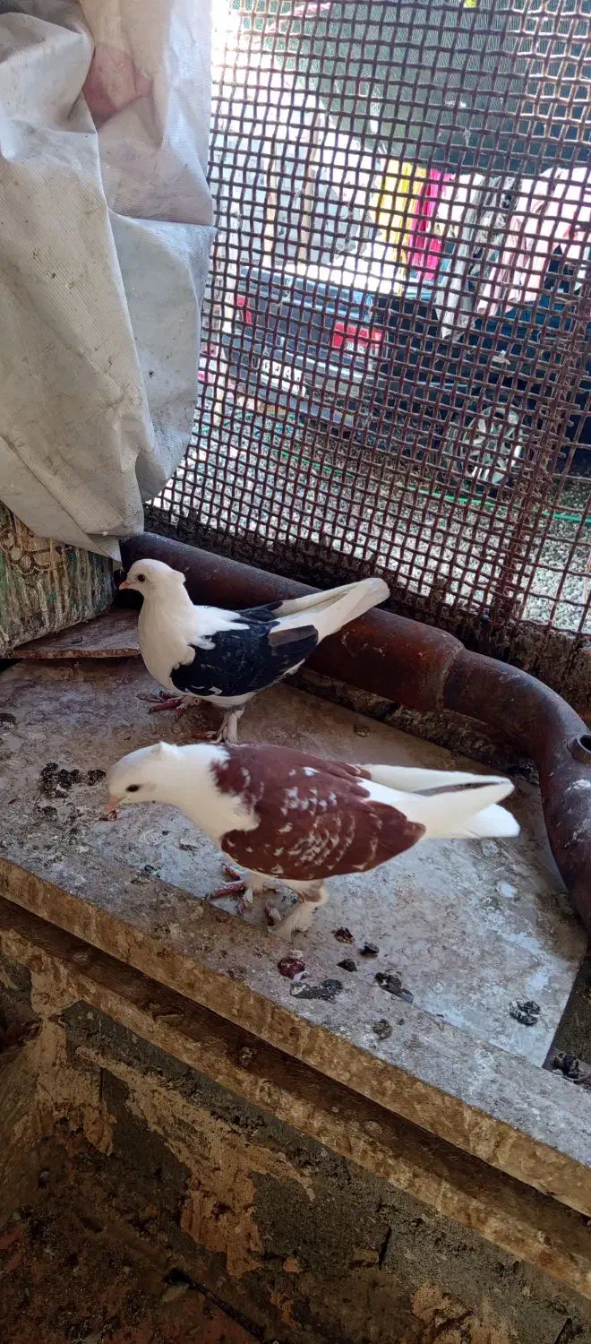 کفتر|پرنده|میناب, |دیوار