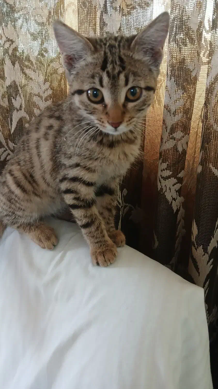 واگذاری گربه ملوس|گربه|سیرجان, |دیوار