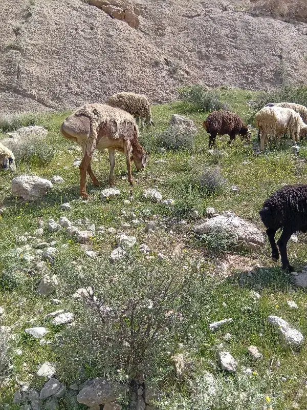قوچ چینی|حیوانات مزرعه|زرقان, |دیوار