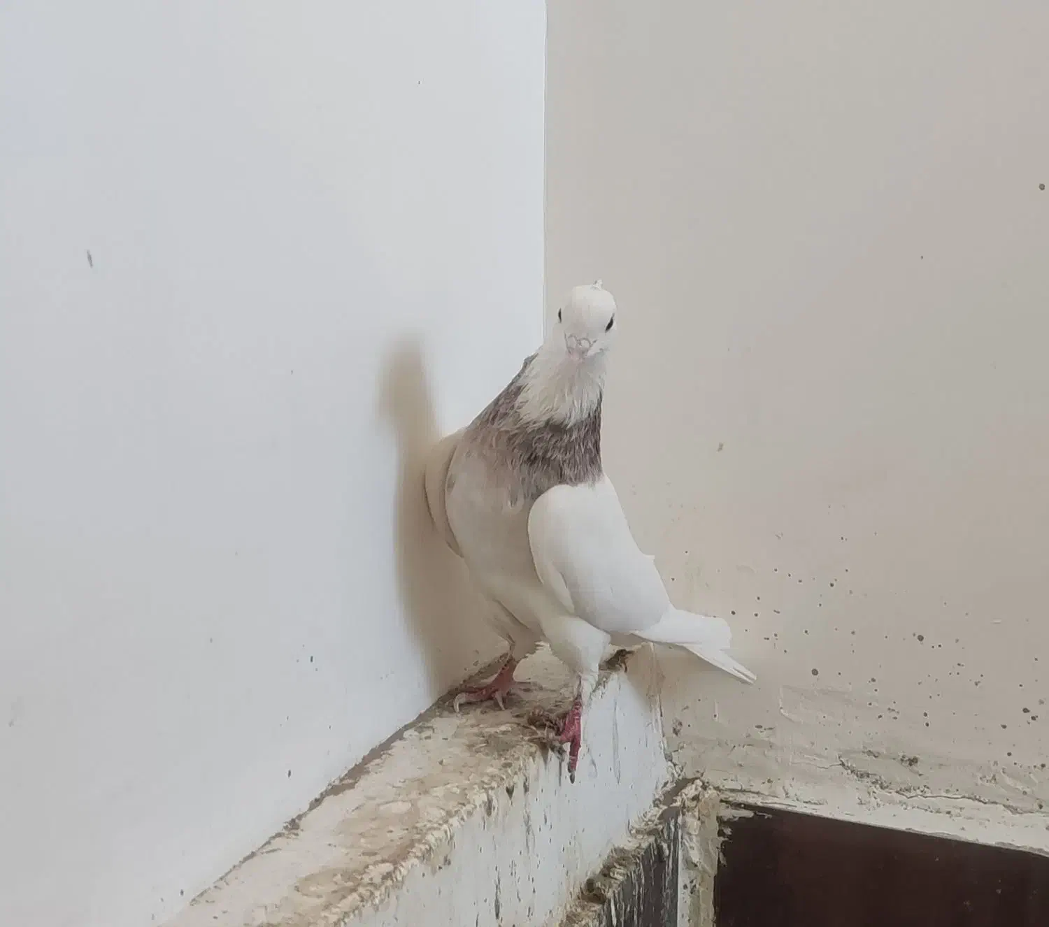 طوقی|پرنده|فردوس (خراسان), |دیوار