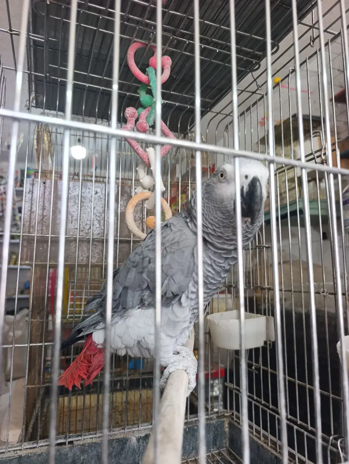 کاسکو سخنگو|پرنده|رفسنجان, |دیوار