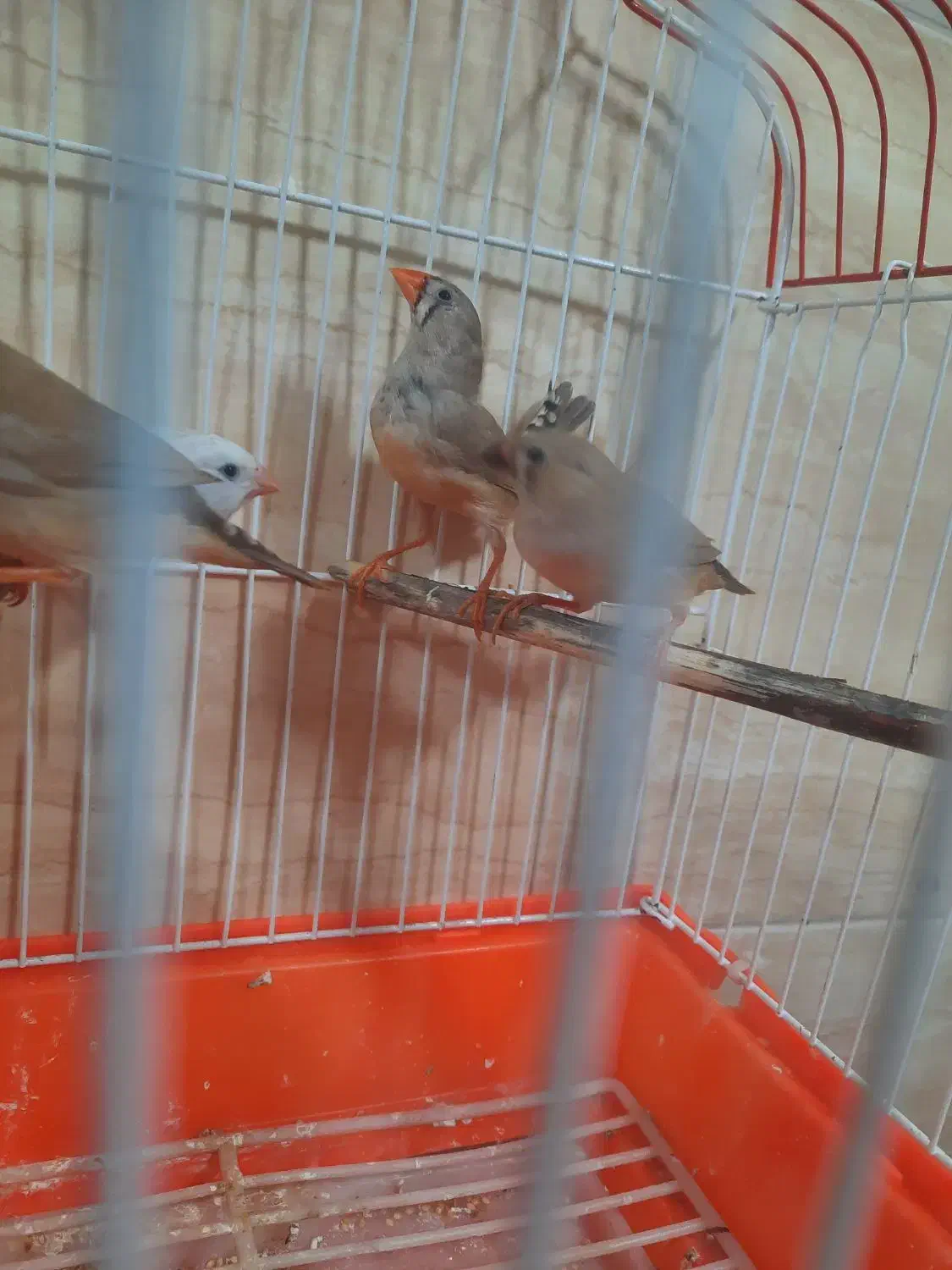 فنچ|پرنده|رشت, جماران|دیوار