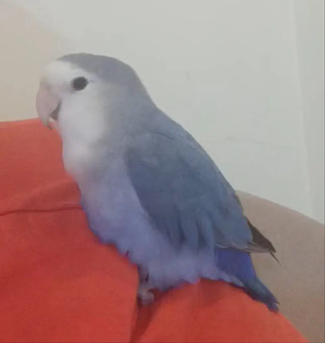 طوطی برزیلی گم شده|حیوانات|تهران, چیتگر شمالی|دیوار