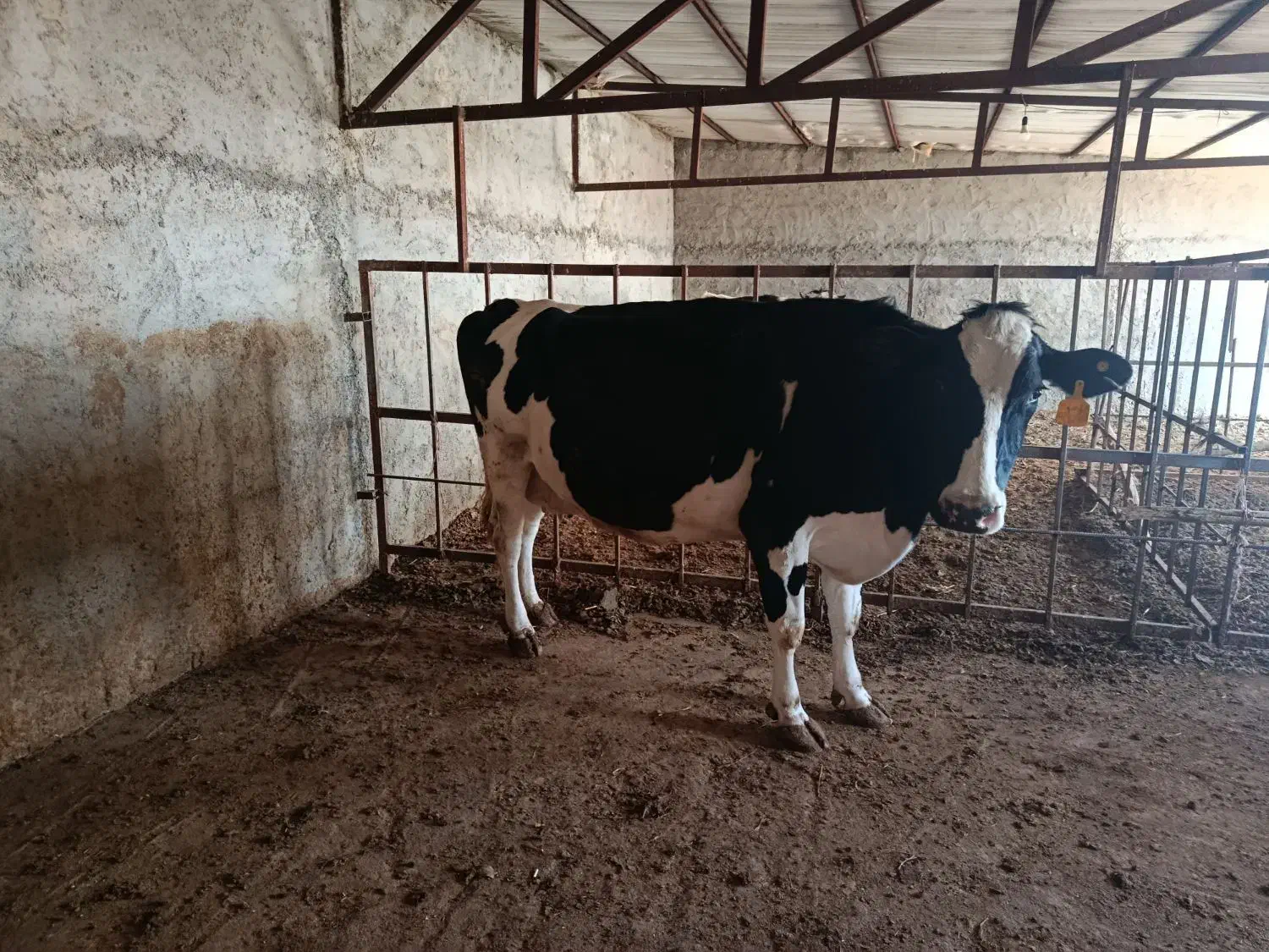 گوساله وگاوشیری|حیوانات مزرعه|آشخانه, |دیوار