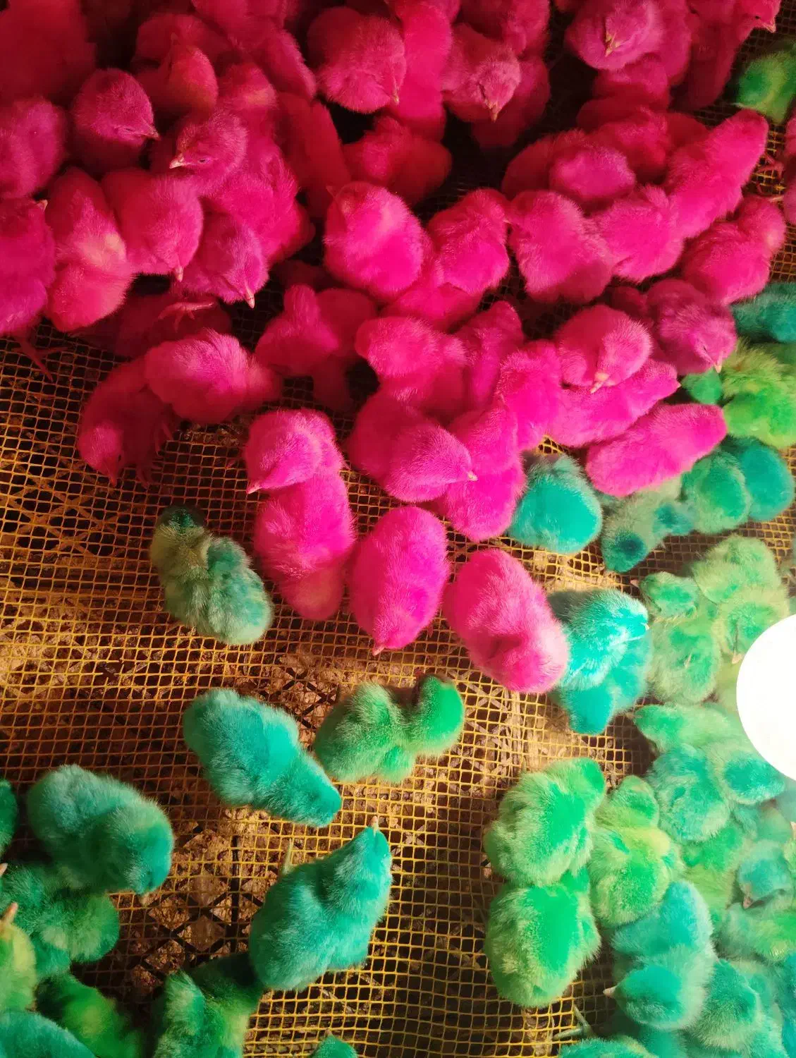 بلدرچین|حیوانات مزرعه|کرمان, |دیوار