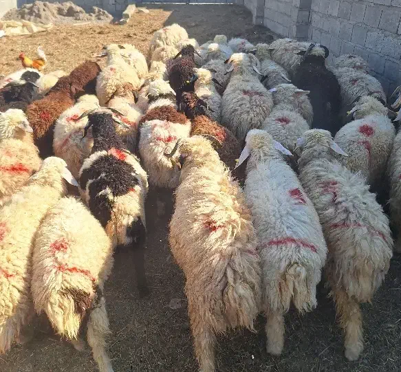 بره|حیوانات مزرعه|جیرفت, |دیوار