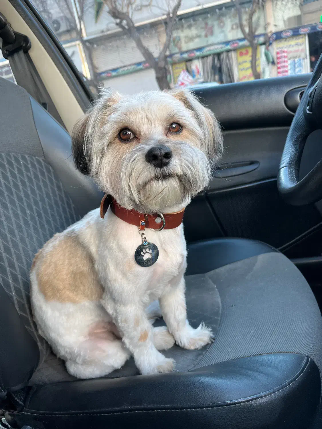 سگ‌ نر گمشده|حیوانات|تهران, کیانشهر|دیوار