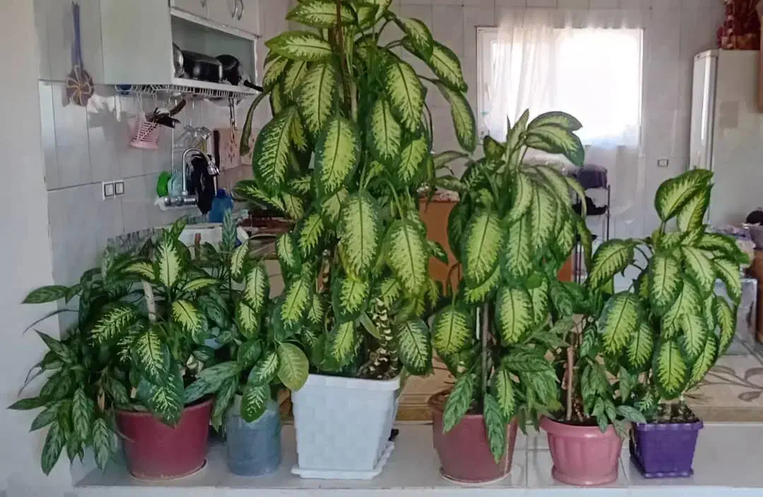 فروش گل های زینتی و آپارتمانی|گل و گیاه طبیعی|بلبان آباد, |دیوار