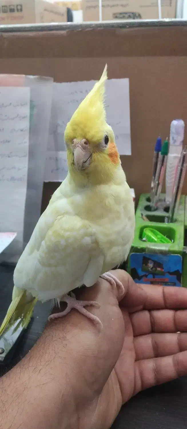 عروس پاریس اهلی|پرنده|سوسنگرد, |دیوار