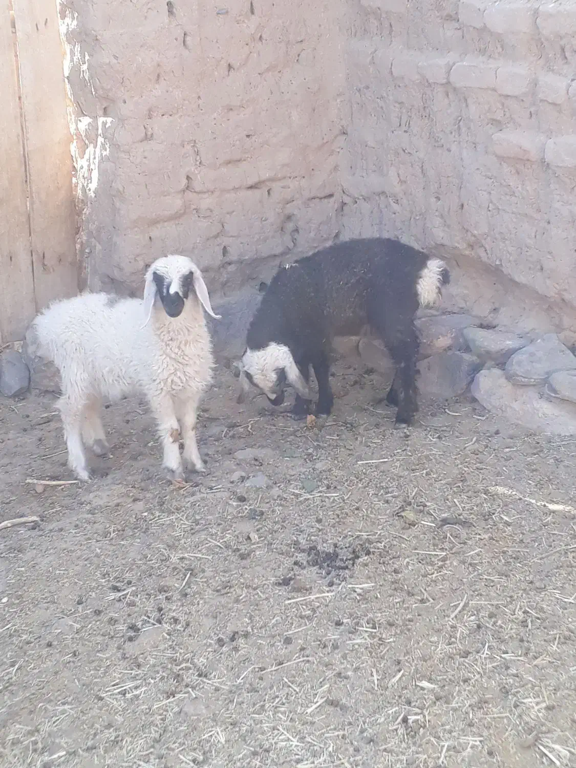 خر فروشی و بره نره|حیوانات مزرعه|گزیک, |دیوار