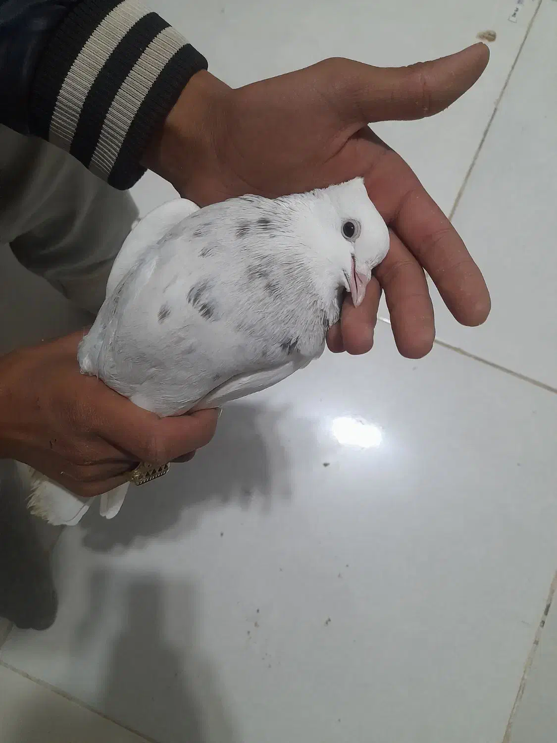 طوقی|پرنده|رشتخوار, |دیوار