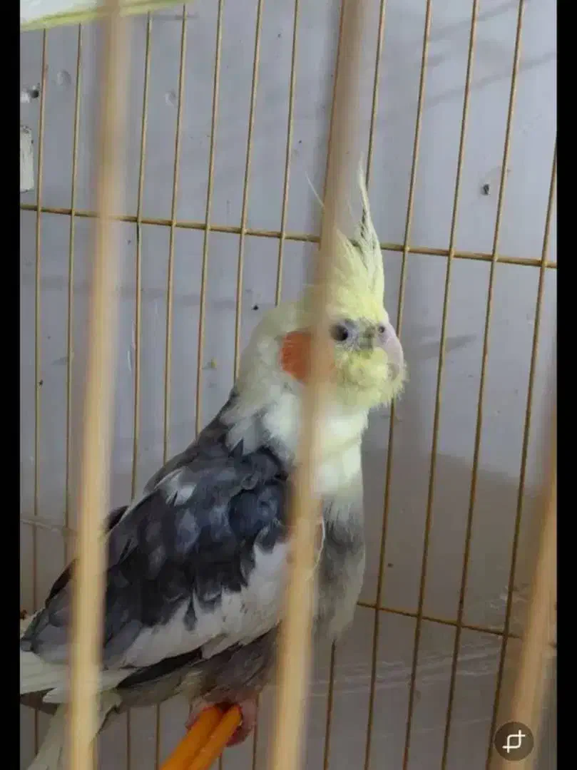 طوطی گمشده|پرنده|بهبهان, |دیوار