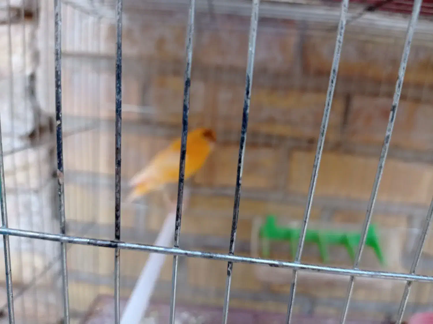 فروش قناری|پرنده|بهبهان, |دیوار