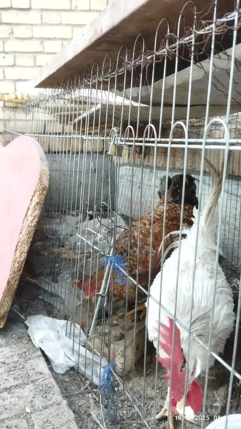 خروس جوان|حیوانات مزرعه|مشهد, شهرک صنعتی توس|دیوار