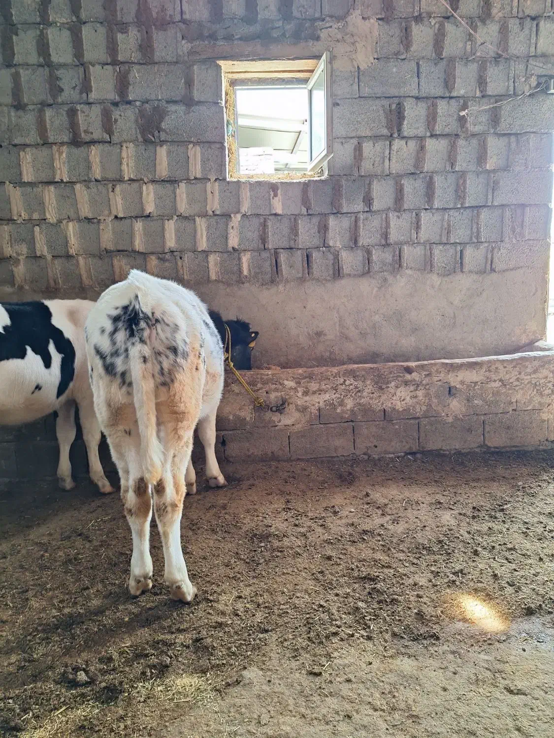 گاو|حیوانات مزرعه|مشگین شهر, |دیوار