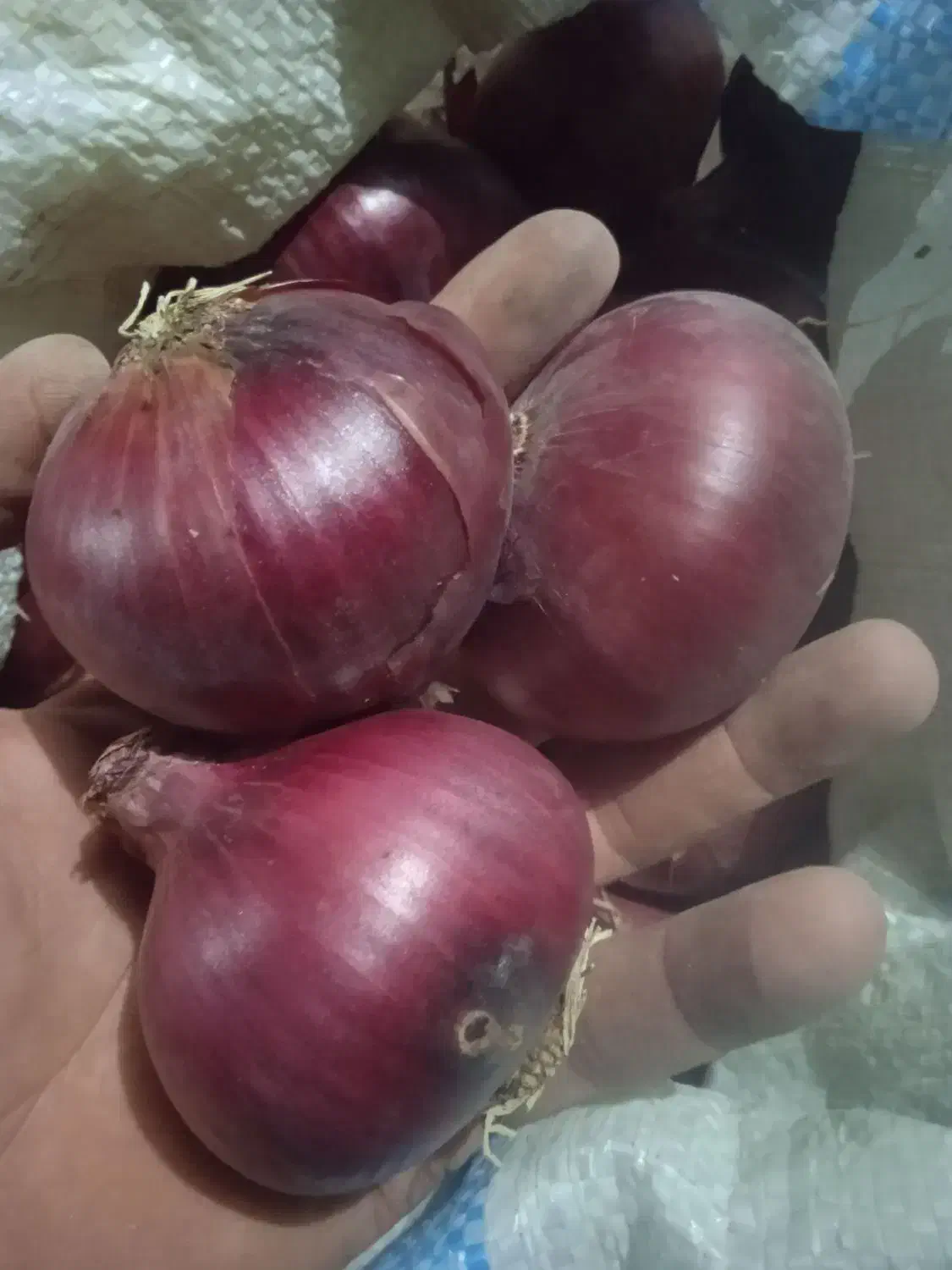 بذر پیاز قرمز|عمدهفروشی|هرسین, |دیوار