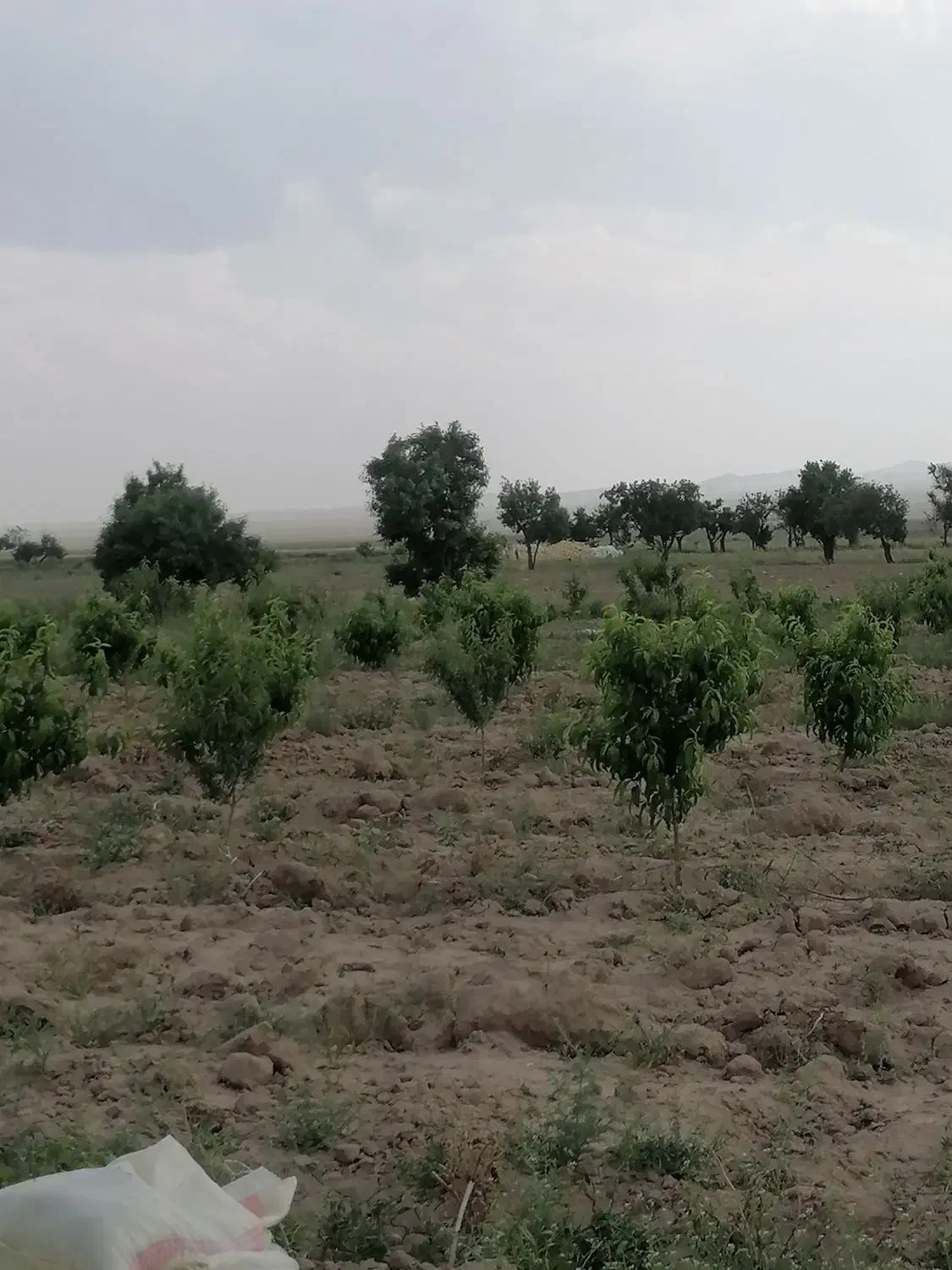 زمین کشاورزی ۸/۵ هکتاری در مامونیه متری ۱۰۰|فروش زمین و ملک کلنگی|تهران, بوستان ولایت|دیوار