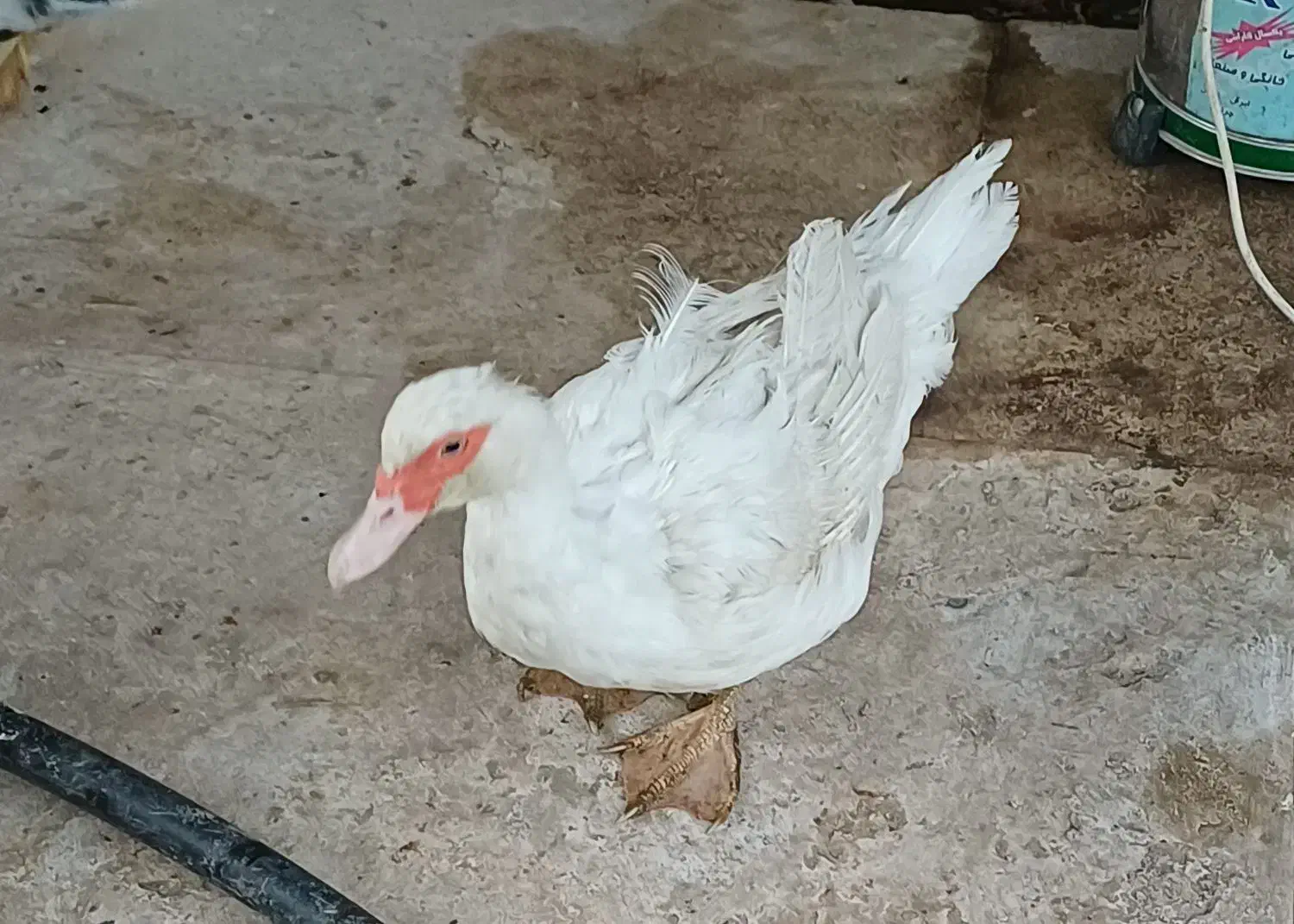 اردک اسراییلی|حیوانات مزرعه|کهک, |دیوار