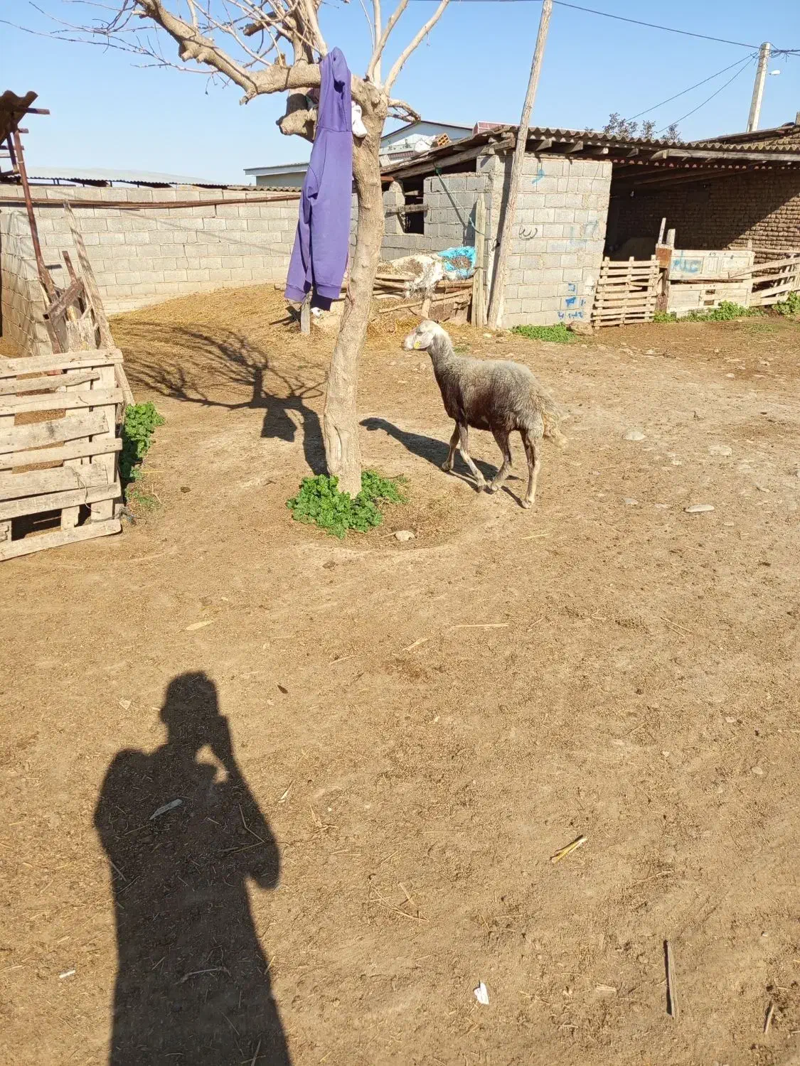 شیشک قوچ خورده|حیوانات مزرعه|سیمین شهر, |دیوار