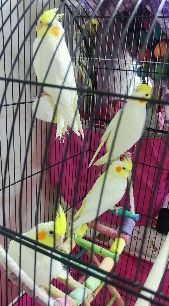 جوجه عروس هلندی لوتینو|پرنده|رشت, کوی مهر|دیوار