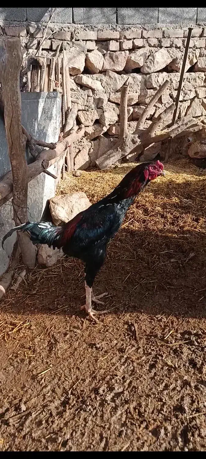 حراج  لاری|حراج|خرم‌آباد, |دیوار